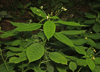 Kleinblütiges Springkraut (Impatiens parviflora) - © Emanuel Trummer